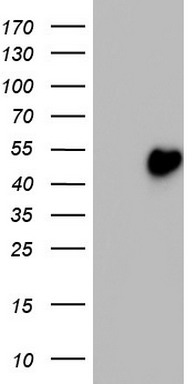 MURF3 Antibody