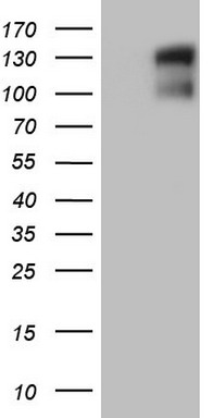 GLI1 Antibody