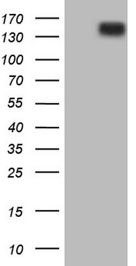 ErbB 3 Antibody
