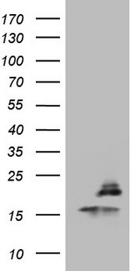 PPIL1 Antibody
