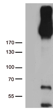 ErbB 3 Antibody