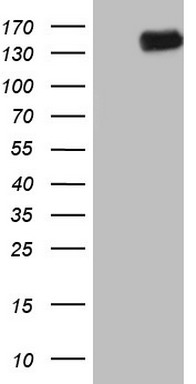 GLI1 Antibody