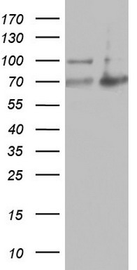 A RAF Antibody