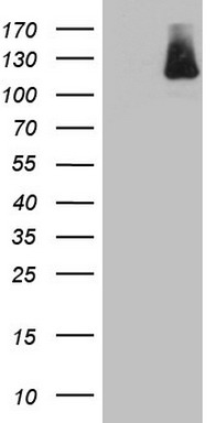 IFIH1 Antibody