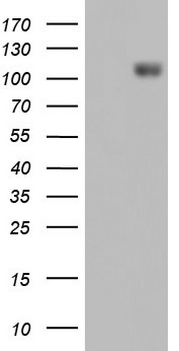 IFIH1 Antibody