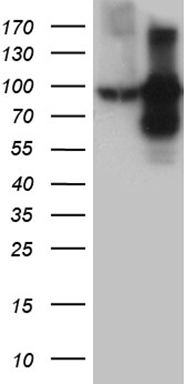 TFRC Antibody