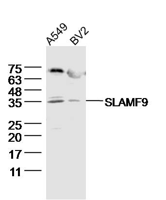 SLAMF9 antibody