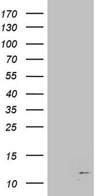 B2M Antibody