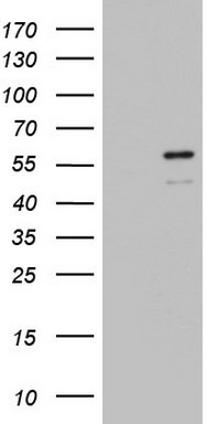 ZBTB37 Antibody