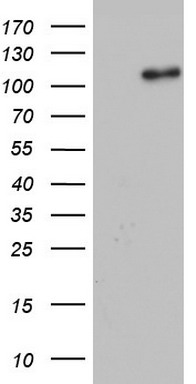 GLI1 Antibody