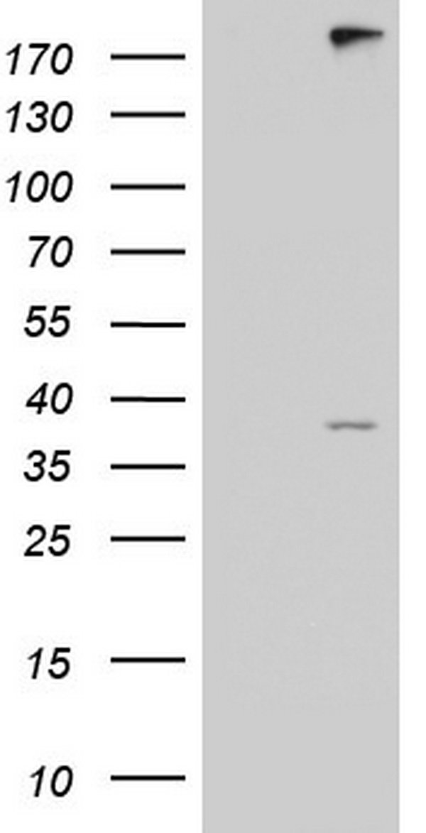 ANO1 Antibody