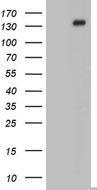 GLI1 Antibody