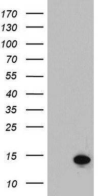 AAMDC Antibody