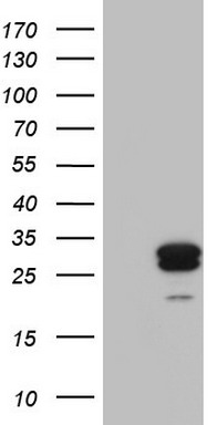 MRPS7 Antibody