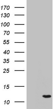 AAMDC Antibody