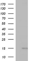 MSMB Antibody