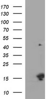 MSMB Antibody