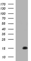 MSMB Antibody
