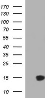 MSMB Antibody