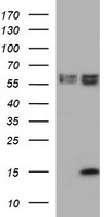 MSMB Antibody