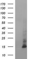 MSMB Antibody