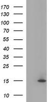 MSMB Antibody