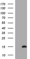 MSMB Antibody