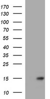 MSMB Antibody