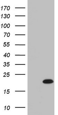 IL20 Antibody