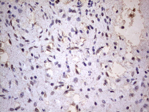 CD63 Antibody