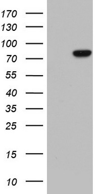 LMNA Antibody
