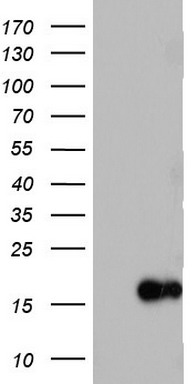 IL1RN Antibody