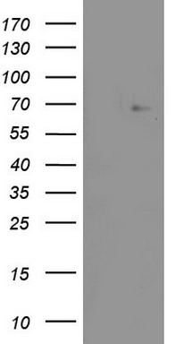 ZNF286A Antibody