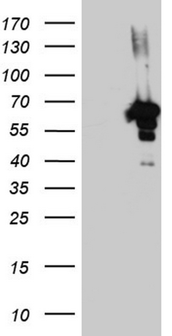 ZNF500 Antibody
