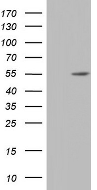 NR2C1 Antibody