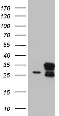 CHCHD3 Antibody