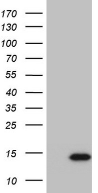 Suppressor of Ty 4 homolog 1 Antibody