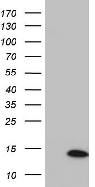 Suppressor of Ty 4 homolog 1 Antibody