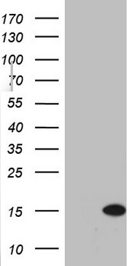 C11ORF67 Antibody