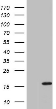 IL1RN Antibody