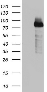 BCL6 Antibody