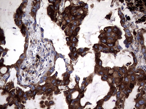 CD63 Antibody