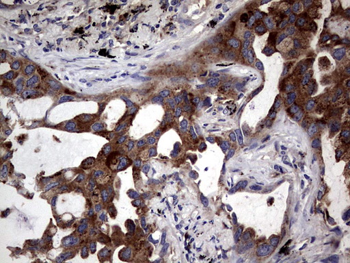 CD63 Antibody