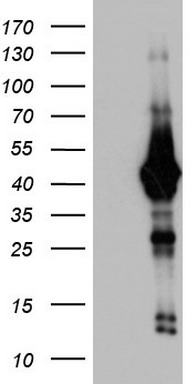 Macro H2A.2 Antibody