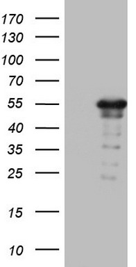 ZNF500 Antibody