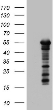 ZNF500 Antibody