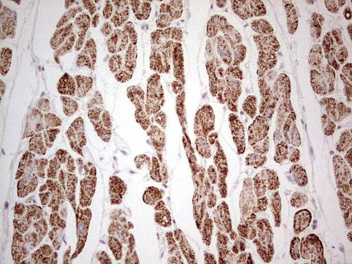 ANO1 Antibody