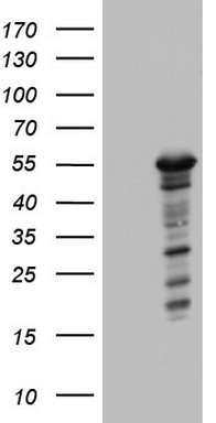 ZNF500 Antibody