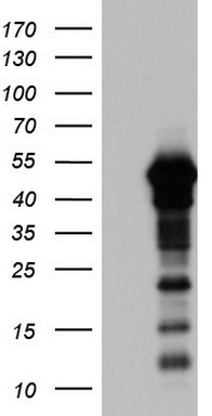 ZNF500 Antibody