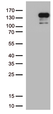 N Cadherin Antibody